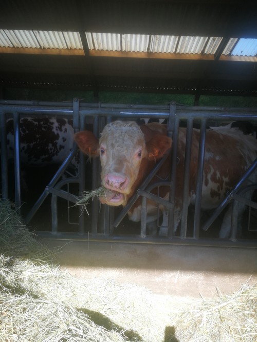 Ferme saint joseph remouchamps ecole fondamentale maternel primaire 27