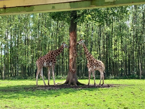 ms saint joseph remouchamps école fondamentale maternel primaire 0
